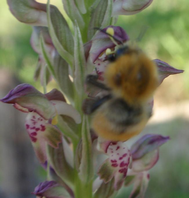 Anacamptis coriophora con impollinatori e...